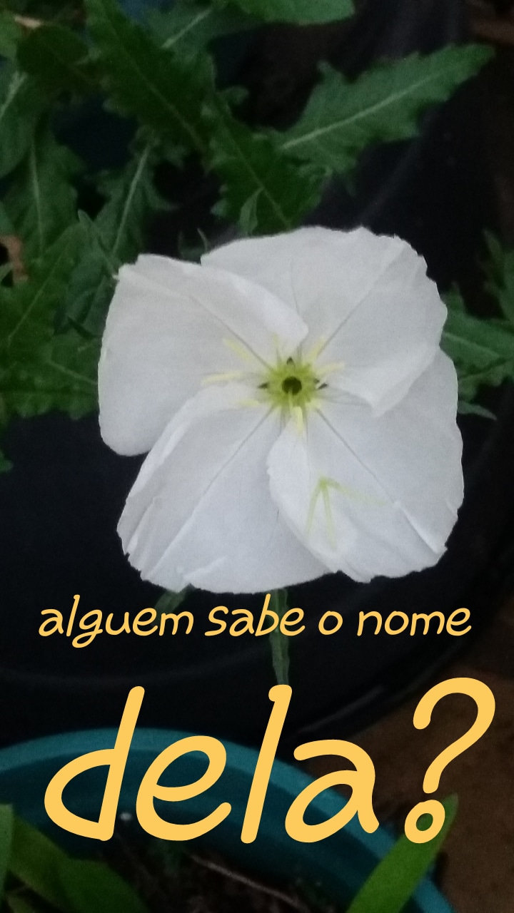 Alguém sabe o nome dela