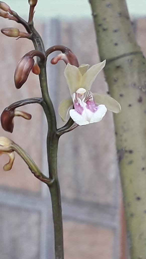A Exótica Orquídea Oeceoclades Maculata